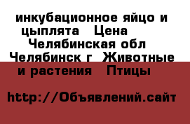 инкубационное яйцо и цыплята › Цена ­ 20 - Челябинская обл., Челябинск г. Животные и растения » Птицы   